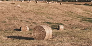 PAC, bene accordo sulla riforma, con definizione quadro giuridico agricoltori e cooperative possono programmare propri investimenti